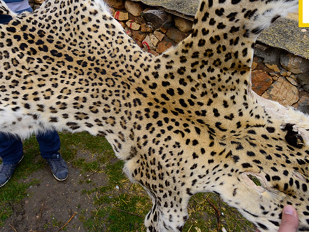Leopar Yeniden Turkiye De Ntv