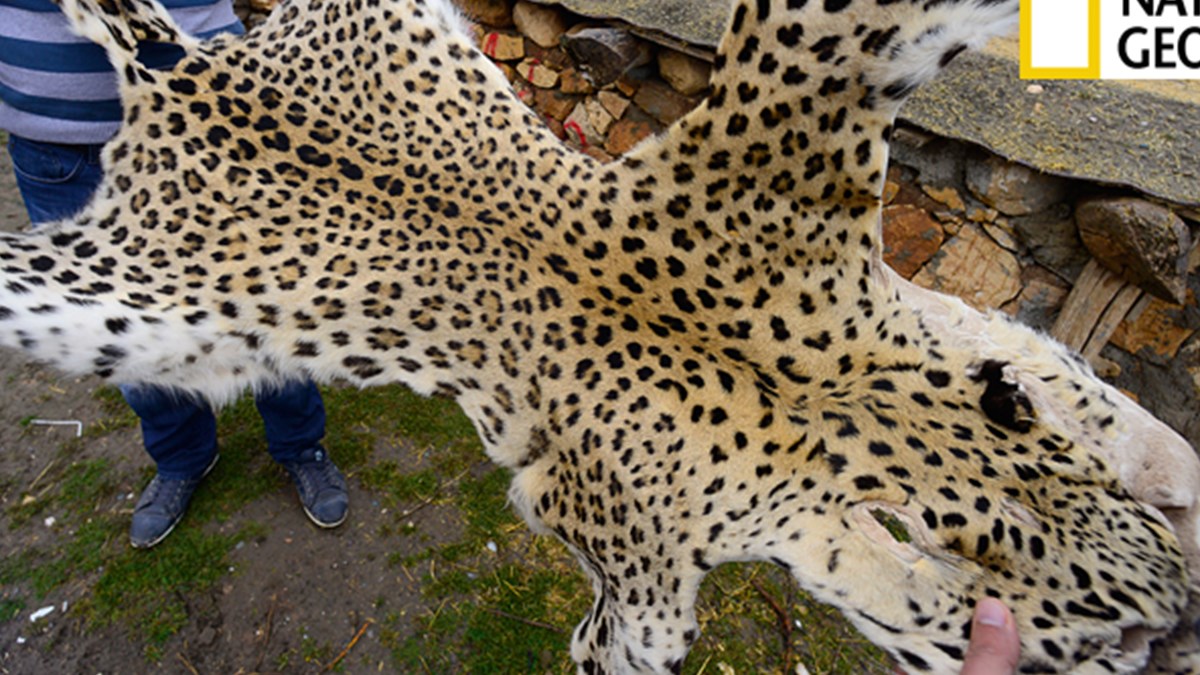 Leopar Yeniden Turkiye De Ntv