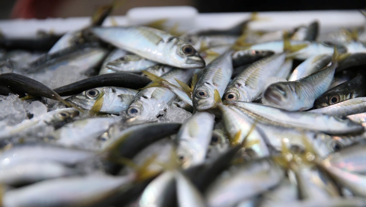 Balıkçıların yüzünü güldürdü: Tezgahta kilosu 150 lira