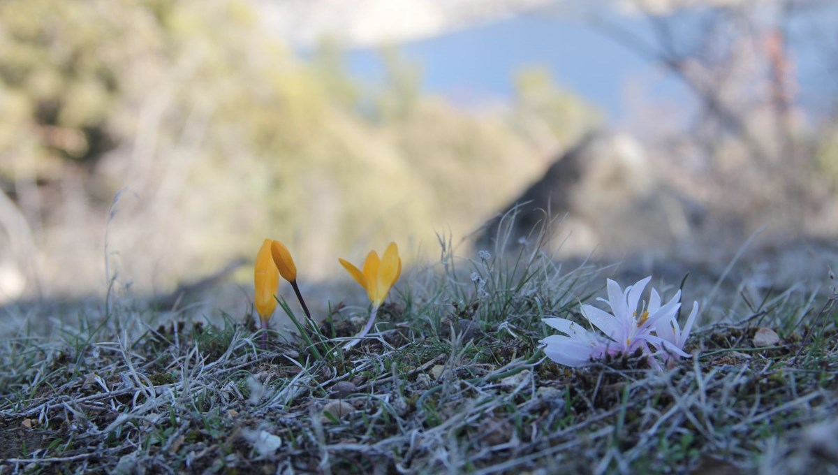 Çorum'da baharın müjdecisi çiğdemler erken açtı