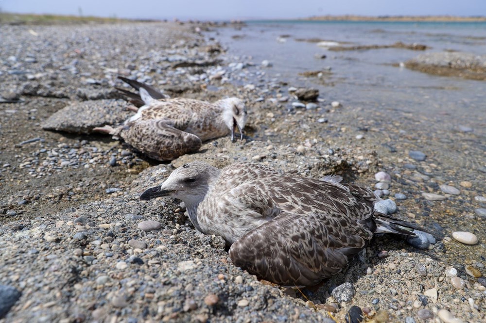 Van Gölü'nde martı ölümlerinde artış - 5