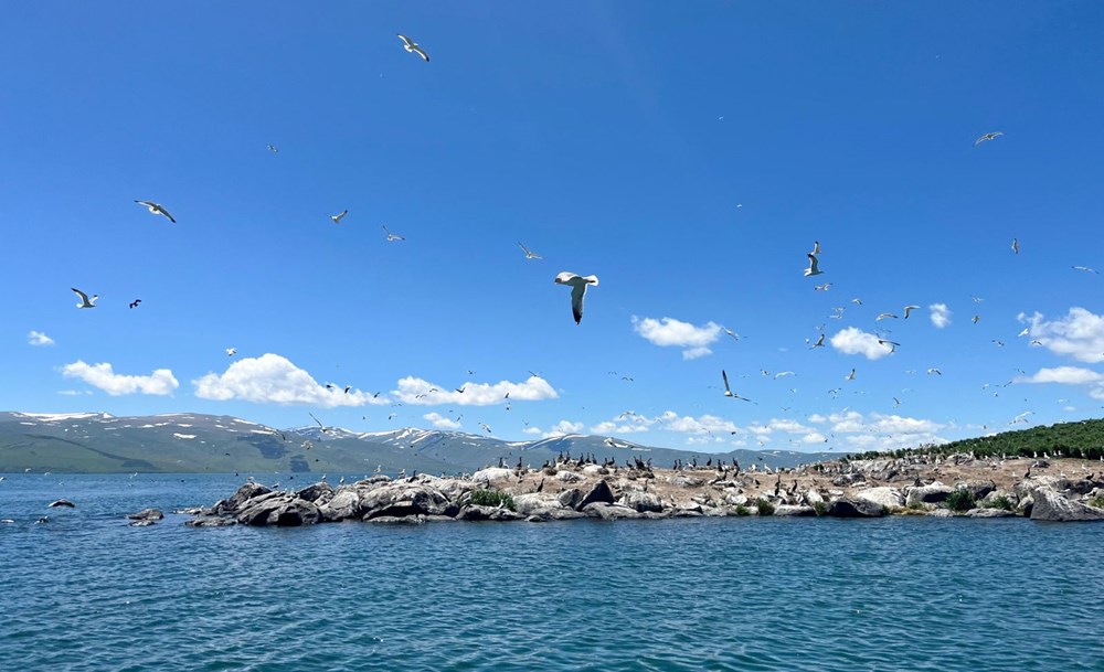 Çıldır Gölü, kuş cennetine döndü - 3