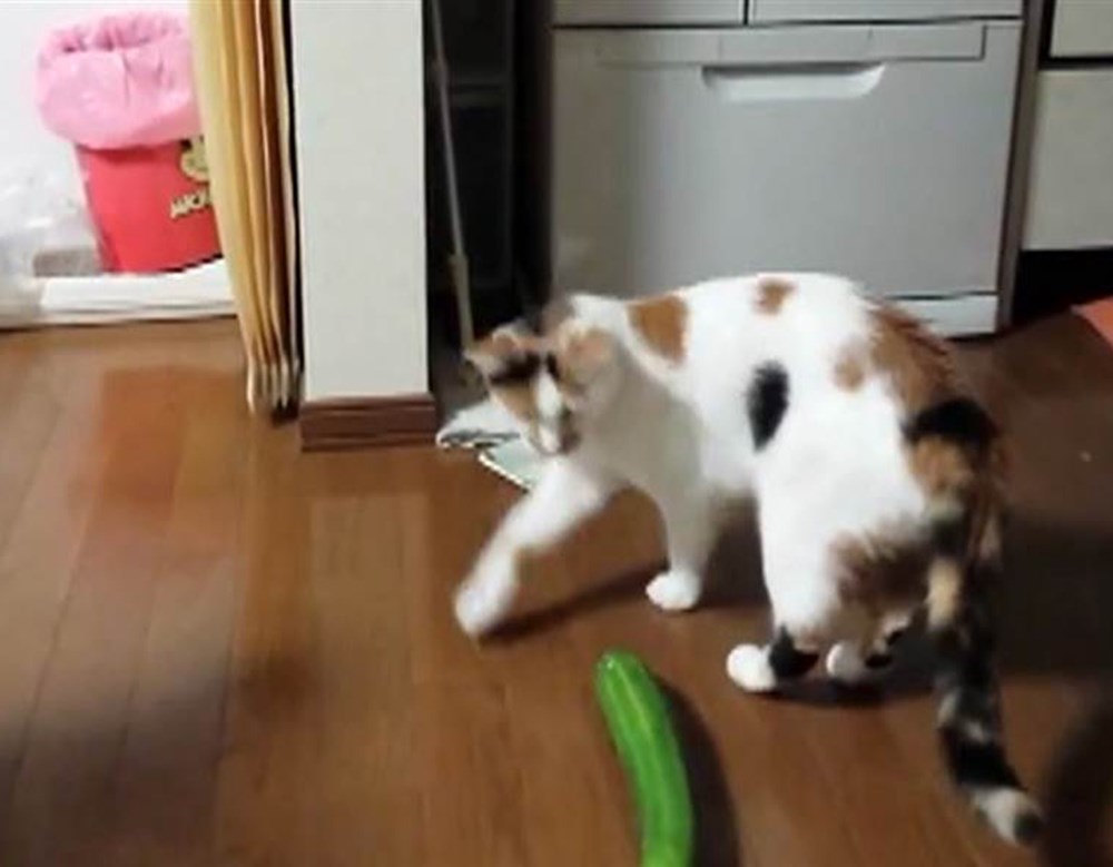 Кот испугался огурца. Коты боятся огурцов. Правда что кошки боятся огурцов. Кот и огурец гиф. Коты боятся огурцов.