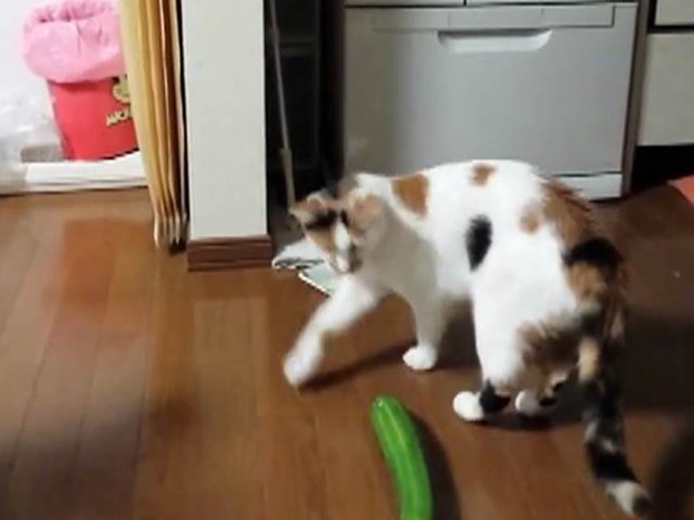 kediler salataliktan neden korkuyor