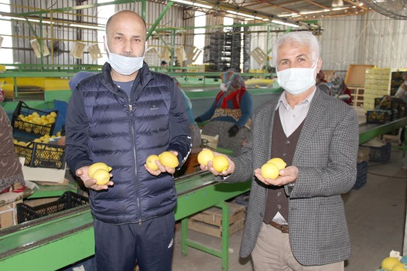 talep azaldi limon fiyatlari 3 liraya dustu ntv
