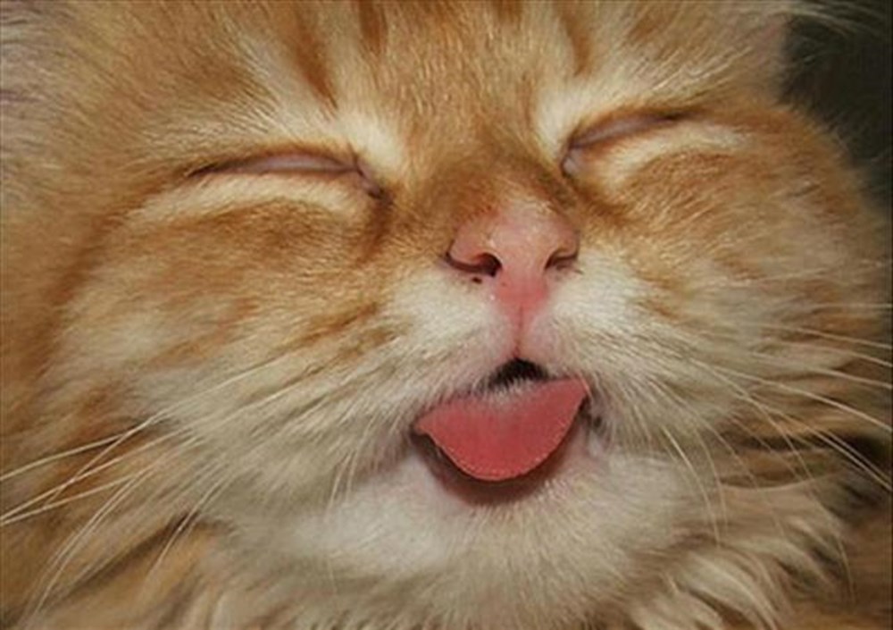 Спать с высунутым языком. Котенок с высунутым языком. Рыжий кот с высунутым языком. Спящий кот с высунутым языком.