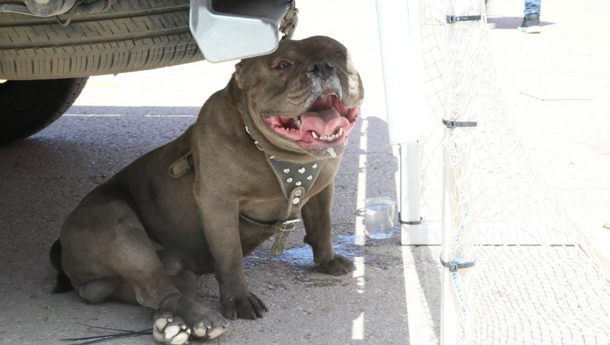Pitbullun saldırdığı kadın yaralandı Pitbullun saldırdığı kadın yaralandı
