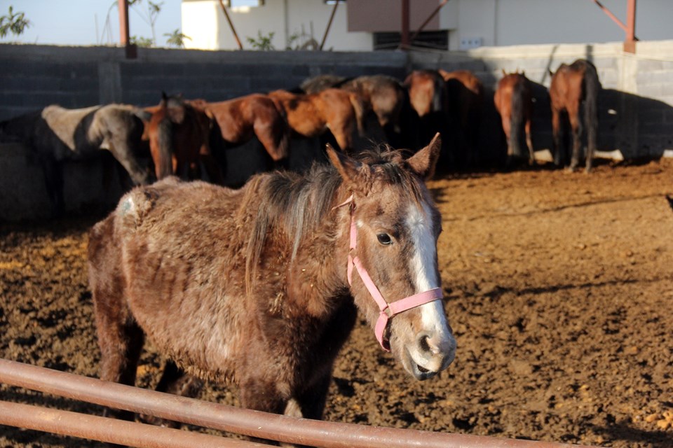 Adana'da, kesime hazırlanan 50 at ve eşek bulundu - 3