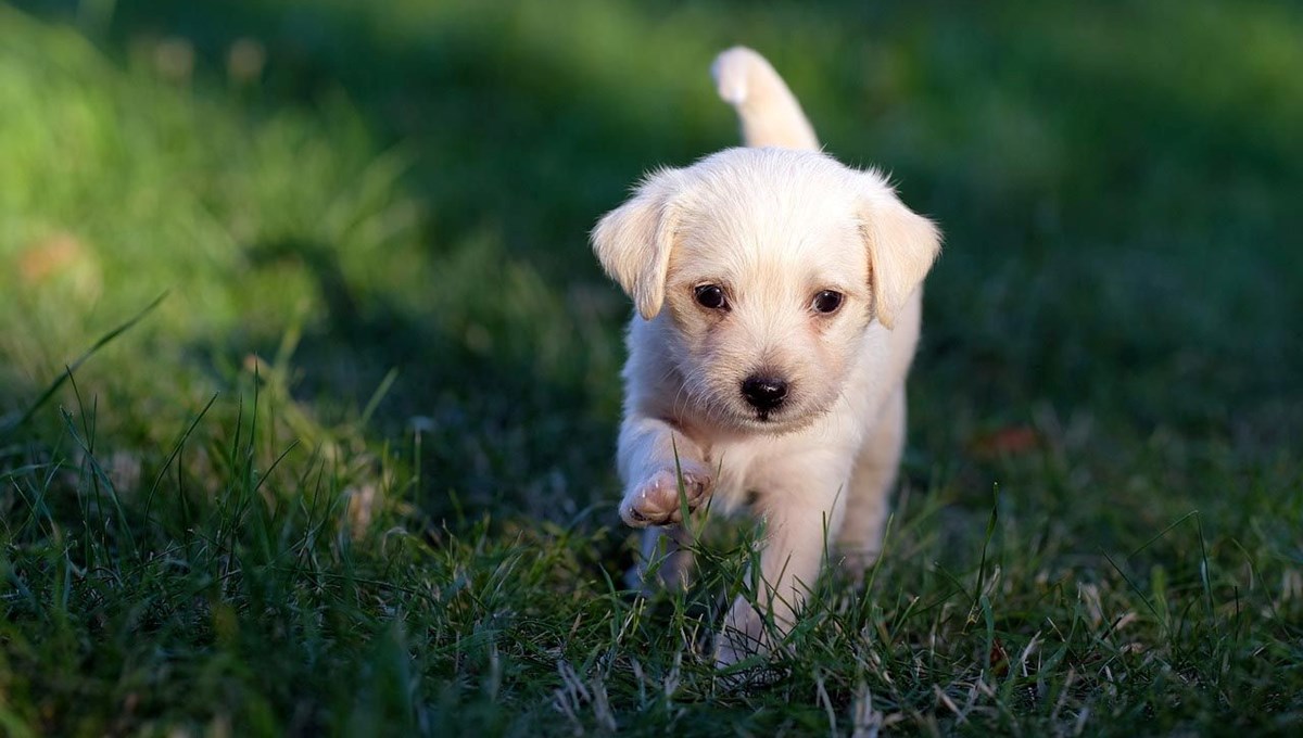 Köpek sahiplenmek isterken dolandırıldı