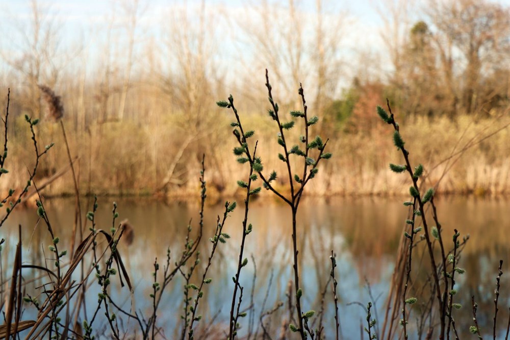 Dünyada ikinci, Türkiye'de ise tek parça halindeki en büyük longoz: Sakarya Acarlar Longozu - 17