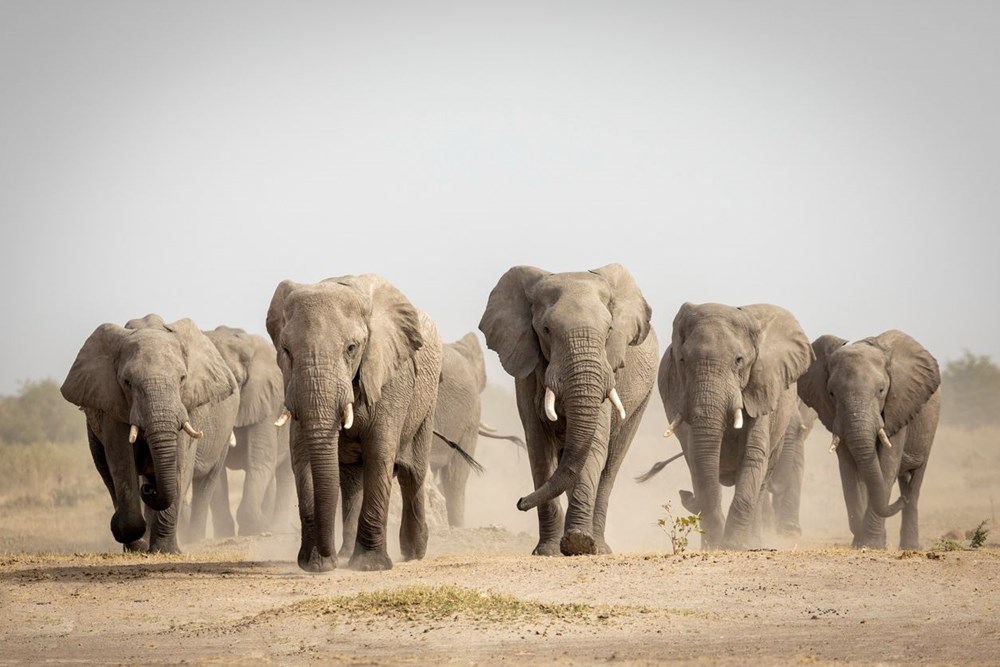 Mozambik'te filler insanlıktan korunmak için mutasyon geçirdi: Artık dişsiz doğuyorlar - 9