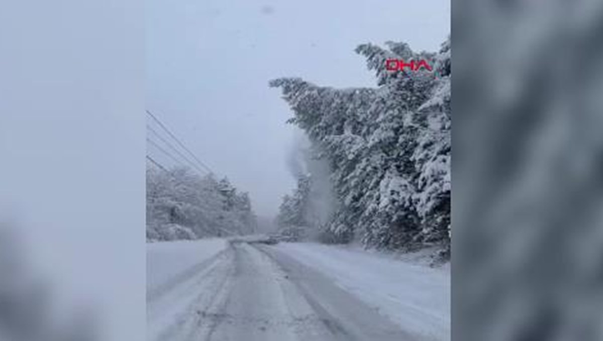 Abant yolunda devrilen çam ağaçları ulaşımı aksattı Abant yolunda devrilen çam ağaçları ulaşımı aksattı