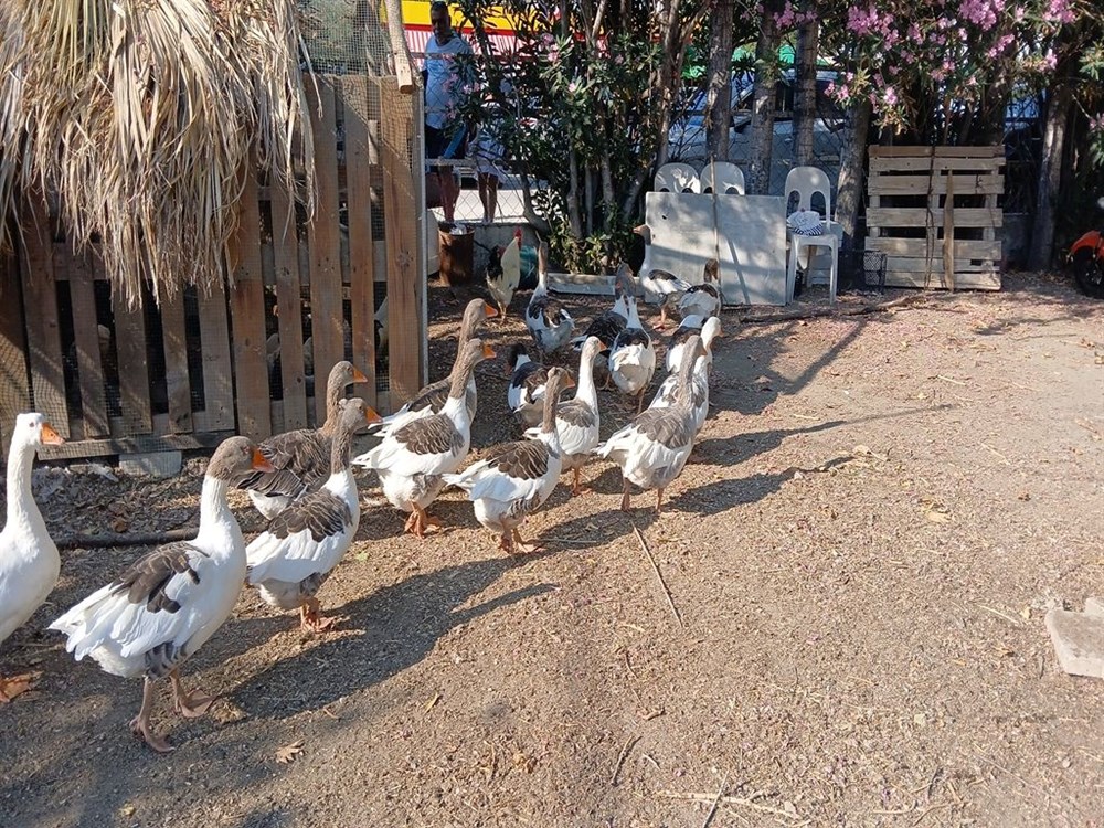 Şartlı tahliye edilen kazlar tatilcilerin ilgi odağı oldu - 2