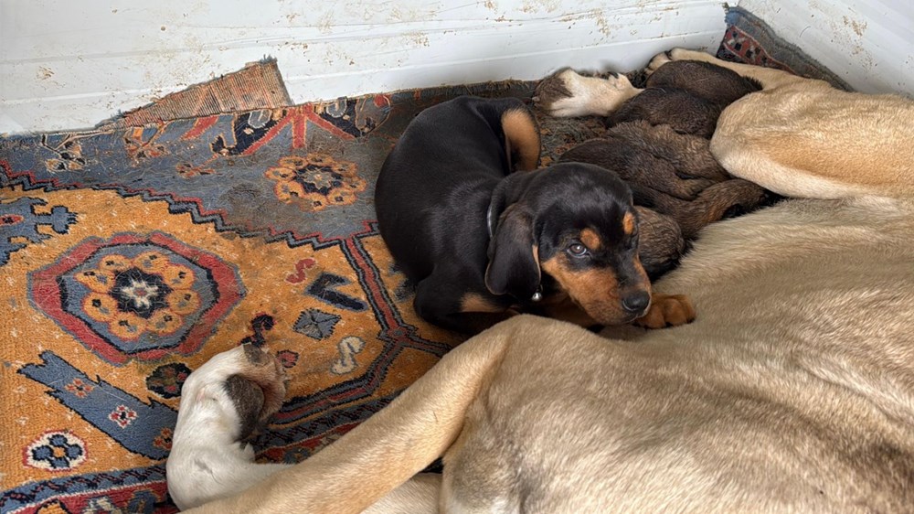 Yürek ısıtan anlar: Kangal köpeği, anneleri ölen 7 tavşanı emzirdi 74 yBIR4R4MfEOJr7yqqdg wA