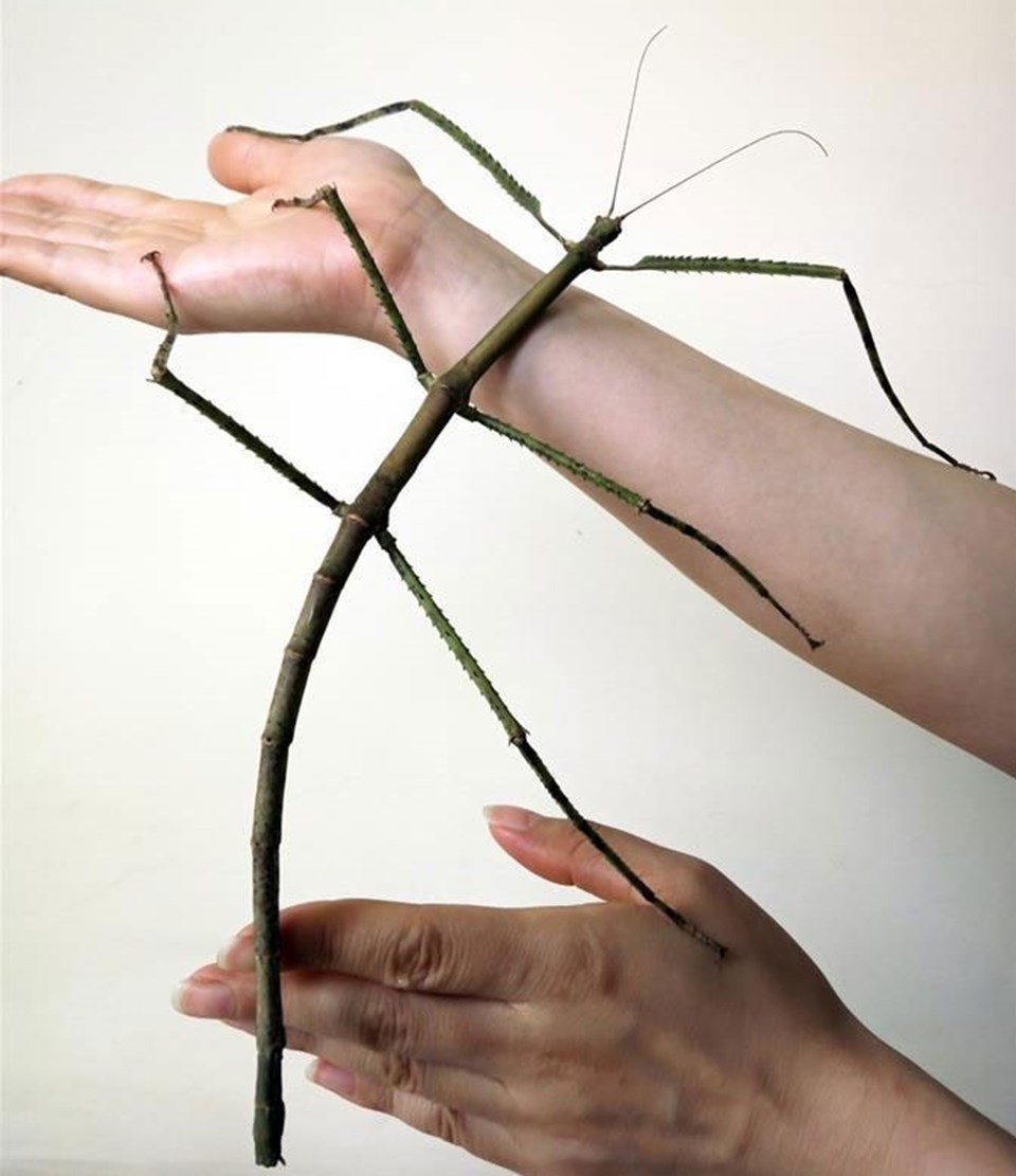 Dünyanın en uzun böceği Çin'de - 1