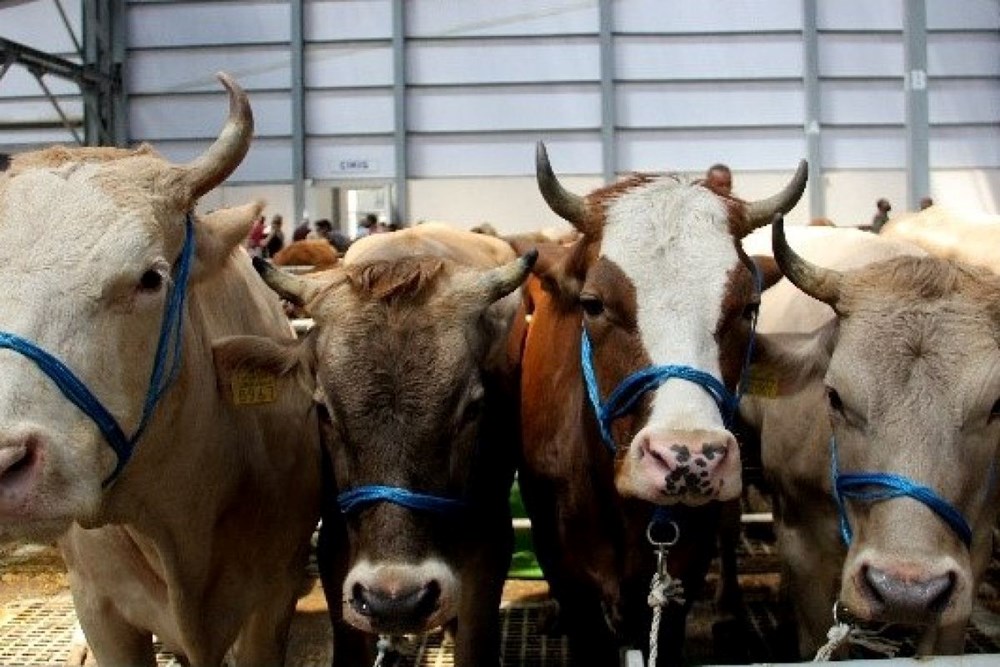 Kurbanlık fiyatları 2025: Bu yıl küçükbaş ve büyükbaş kurbanlık fiyatları ne kadar olacak? 73 yD HXj4JJE kh6v8gdFag