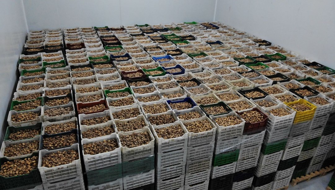 Kuru incir ihracatı yüzde 28 büyüdü