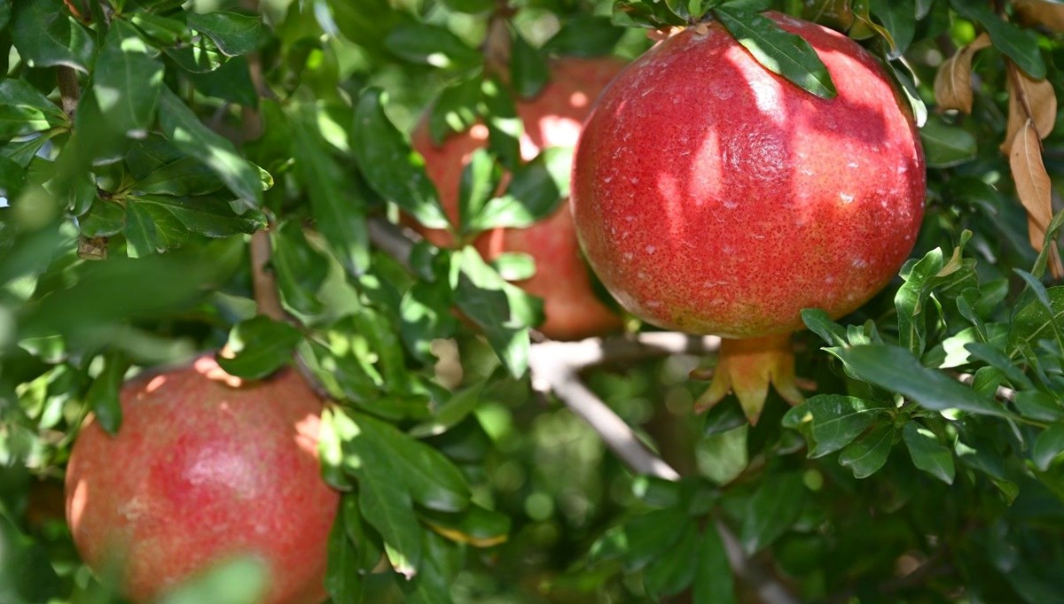 Denizli’de nar hasadı başladı