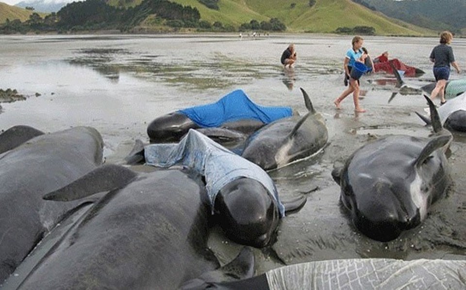 Yeni Zelanda'da 200 balina karaya vurdu - 2
