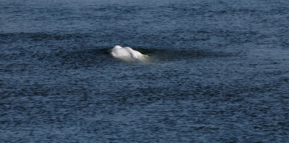 It is not yet known why the white whale, a species that usually lives in cold waters, has moved so far from its natural habitat.