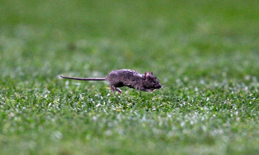 Видео где бегает мышка. Мышь бежит. Мышь прыгает. Крыса бежит. Мышь в прыжке.