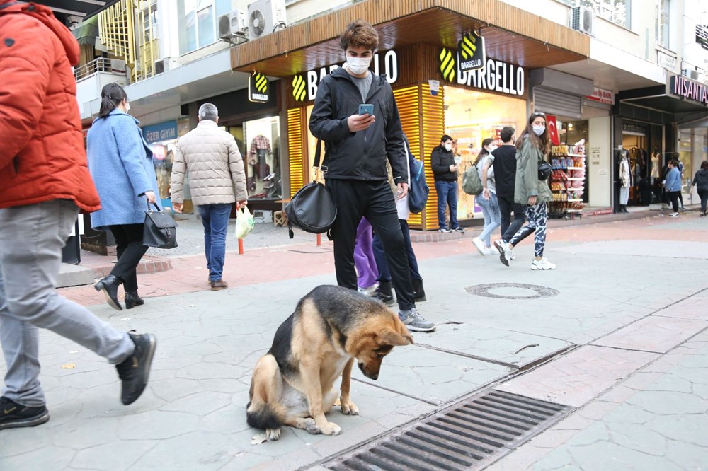 Mazgalı izleyen köpeğin sırrı ortaya çıktı - 3