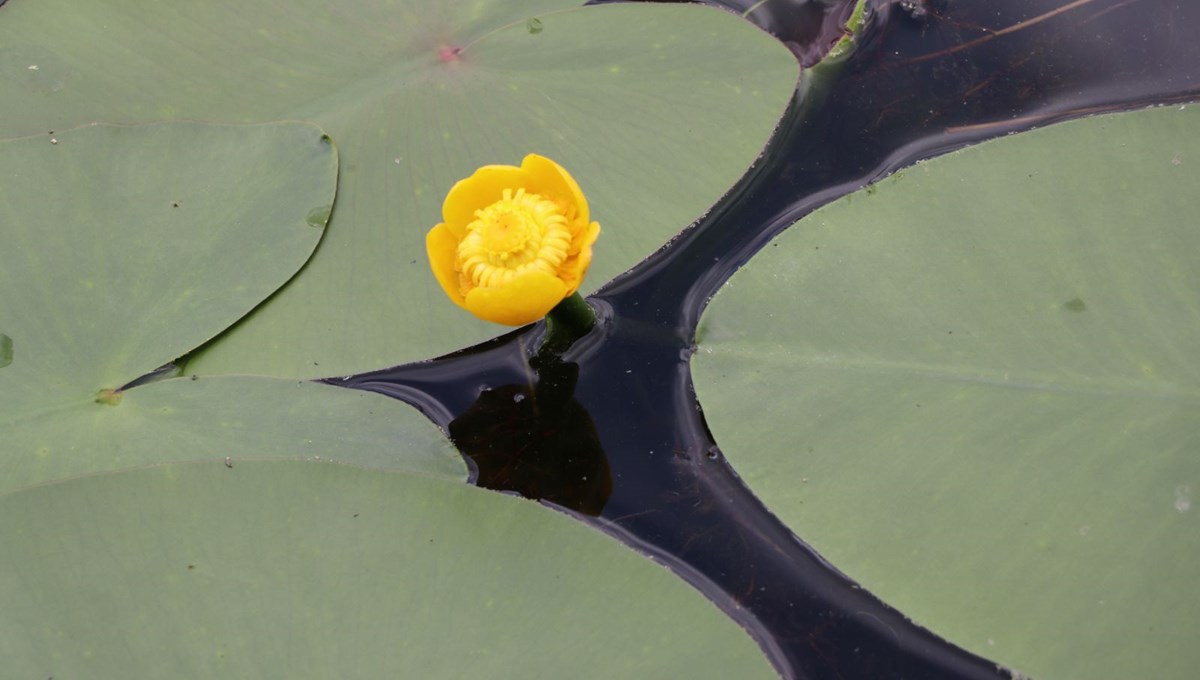 Nilüferleri koparana 160 bin liraya kadar ceza verilecek