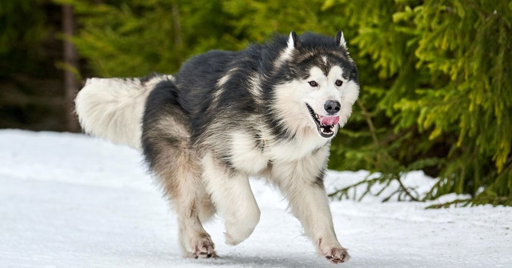 Gerçek bir mucize: Yaralı dağcının hayatını köpeği kurtardı - 4