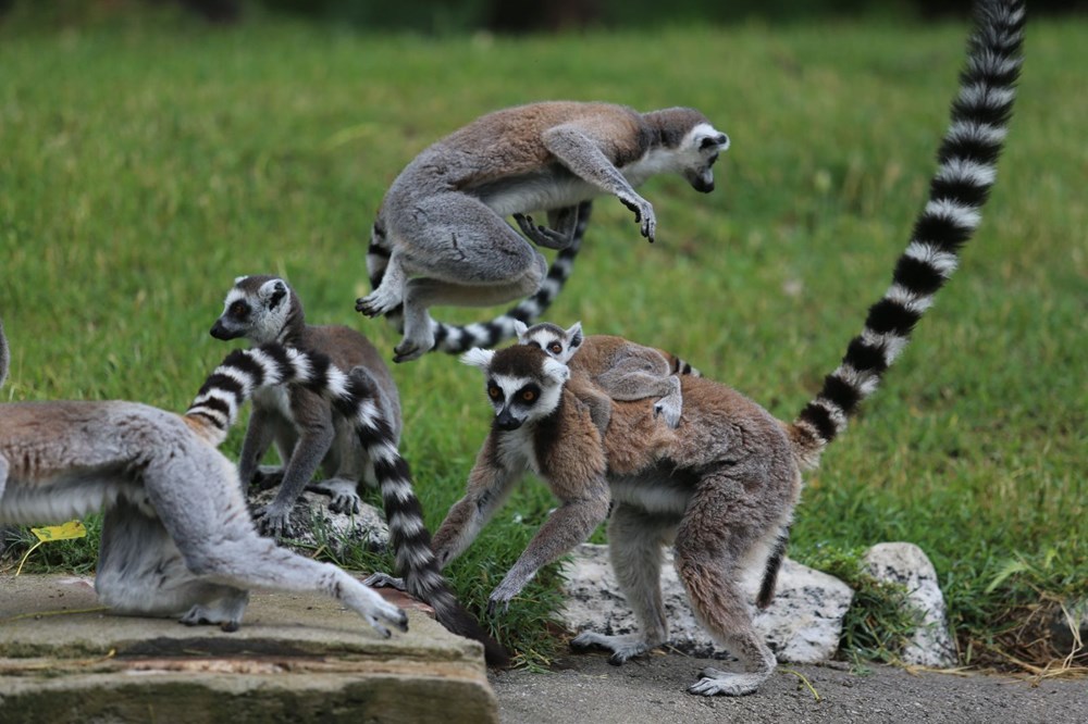 Bursa'daki lemur ailesi büyüyor - 12