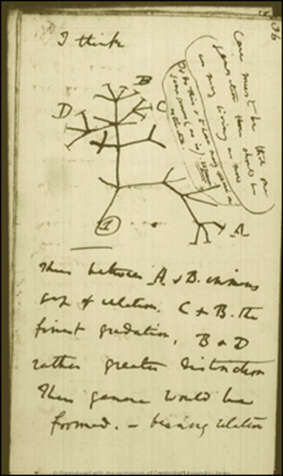 Darwin 200 yaşında - 3