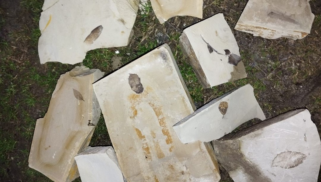 Kuşadası'nda gizemli keşif:15 milyon yıllık yaprak fosili bulundu