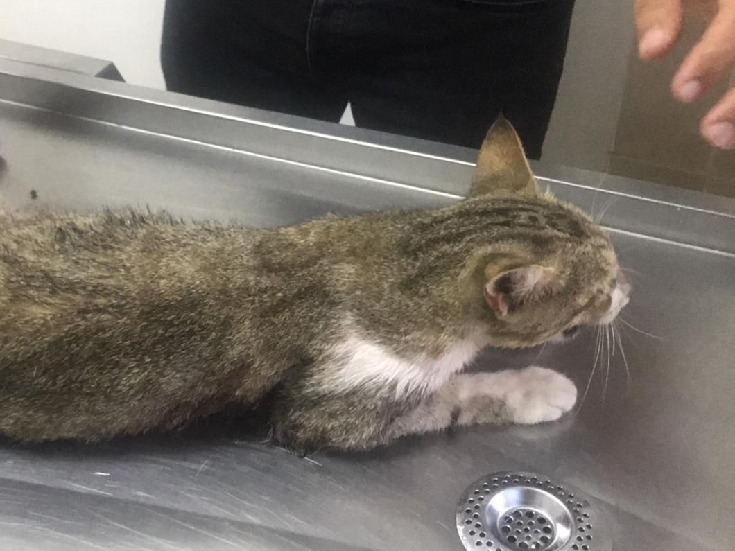 pitbull un saldirdigi gebe kedi oldu