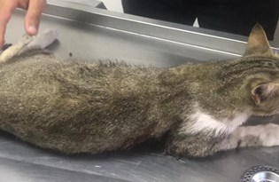 sivas ta 4 kopek irkini beslemek