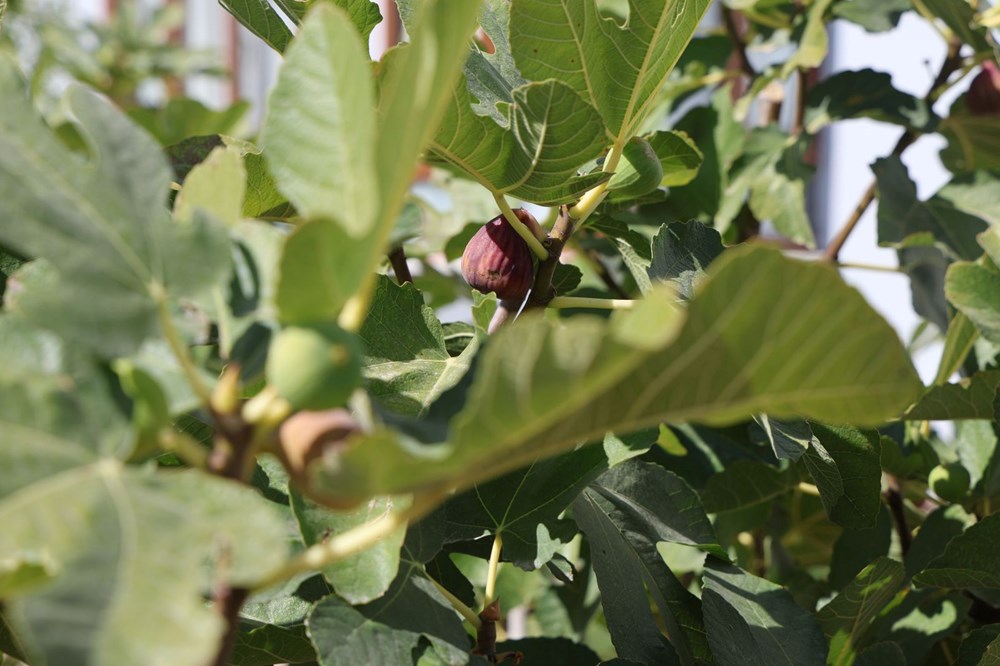 Konya'da yetişmesi zor olan meyveyi apartman bahçesinde yetiştirdi - 5