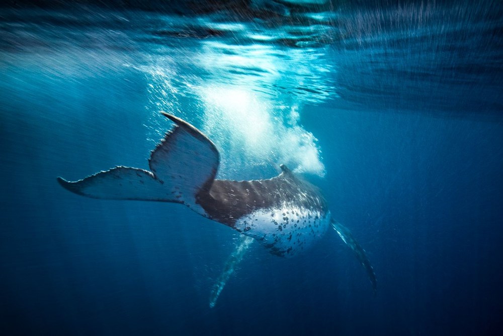 Küresel ısınmanın çözümü balinalar mı? - 3