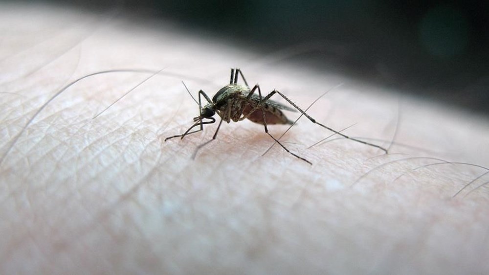 Sağlık Bakanlığı'ndan sivrisinekten korunma rehberi - 8