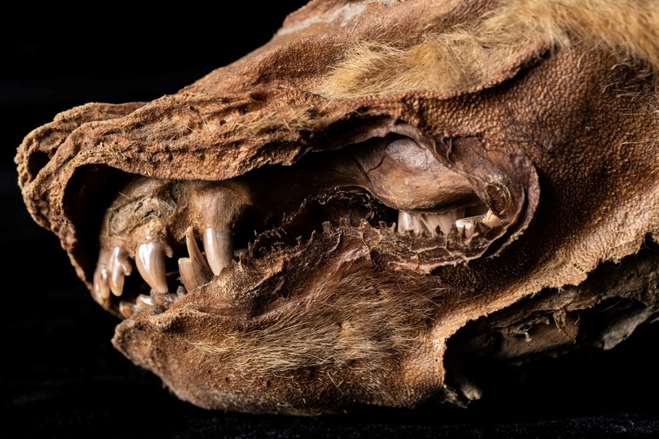 Kanada'da 57 bin yıllık kurt yavrusu fosili bulundu - 2