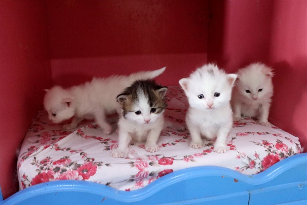 van kedileri 2020 nin ilk yavrularini