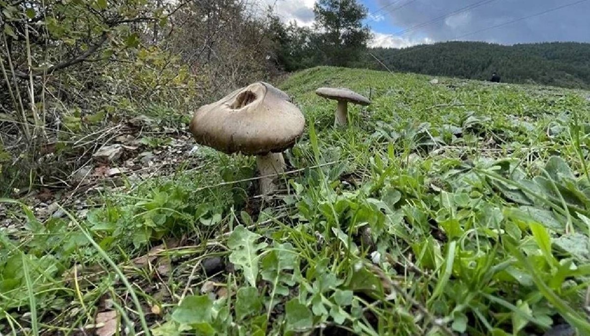 Ormandan topladıkları mantar zehirledi