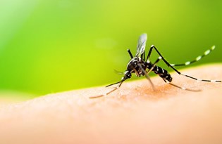 sivrisinekler erkekleri neden daha cok