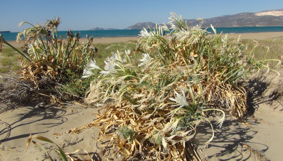 Kum zambaklarını koparmanın cezası 80 bin lira (Nesli tükenme tehlikesi altında)