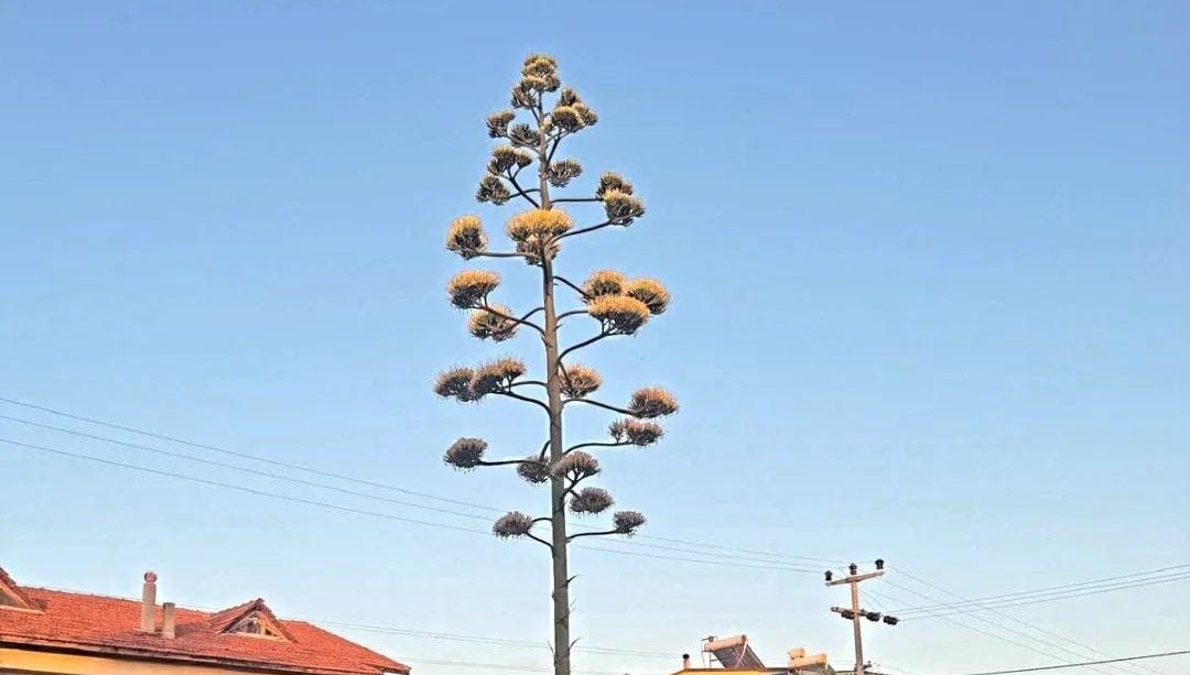 30 yıllık agave çiçek açtı: 