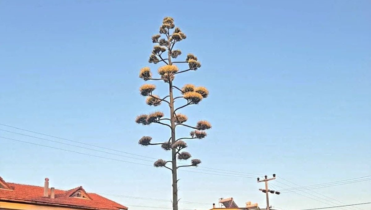30 yıllık agave çiçek açtı: 30 yıllık agave çiçek açtı:
