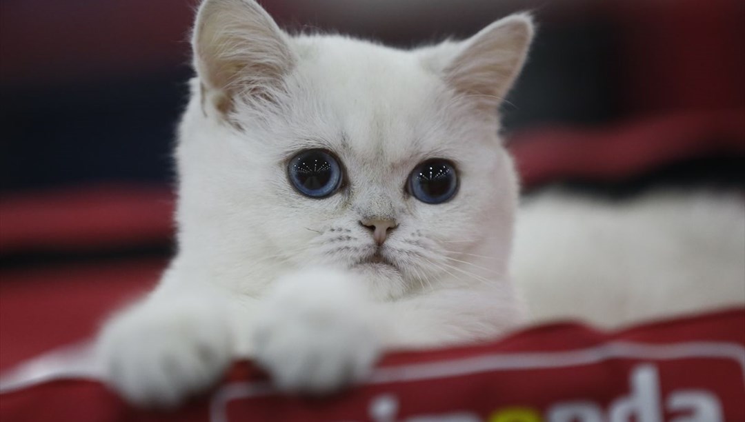 Kedi fuarından renkli fotoğraflar (Catsburg) Magazin Haberleri NTV