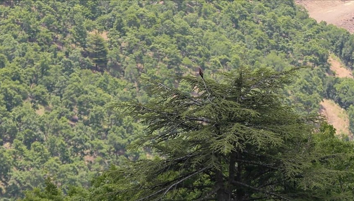 Ardahan'da ormanlık alanlara giriş yasaklandı