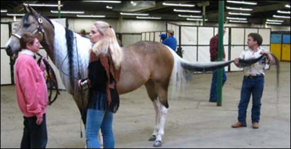 Dünyanın en uzun kuyruklu atı - 2