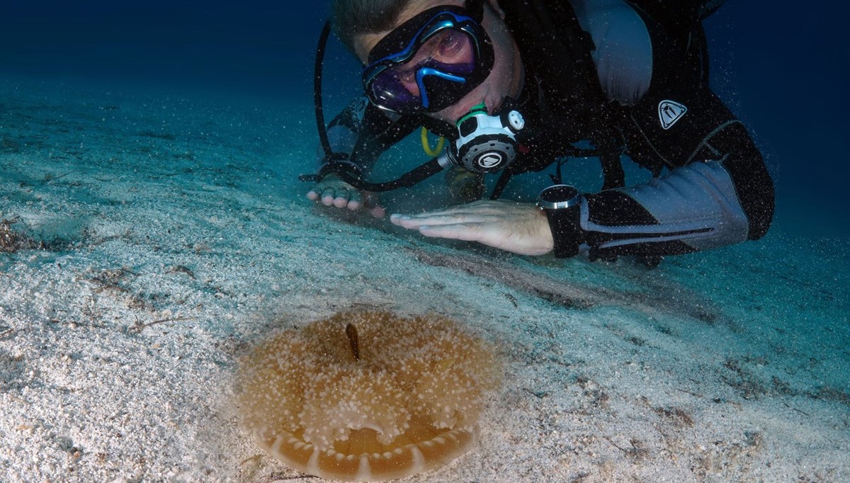 'Yakıcı denizanası' istilası