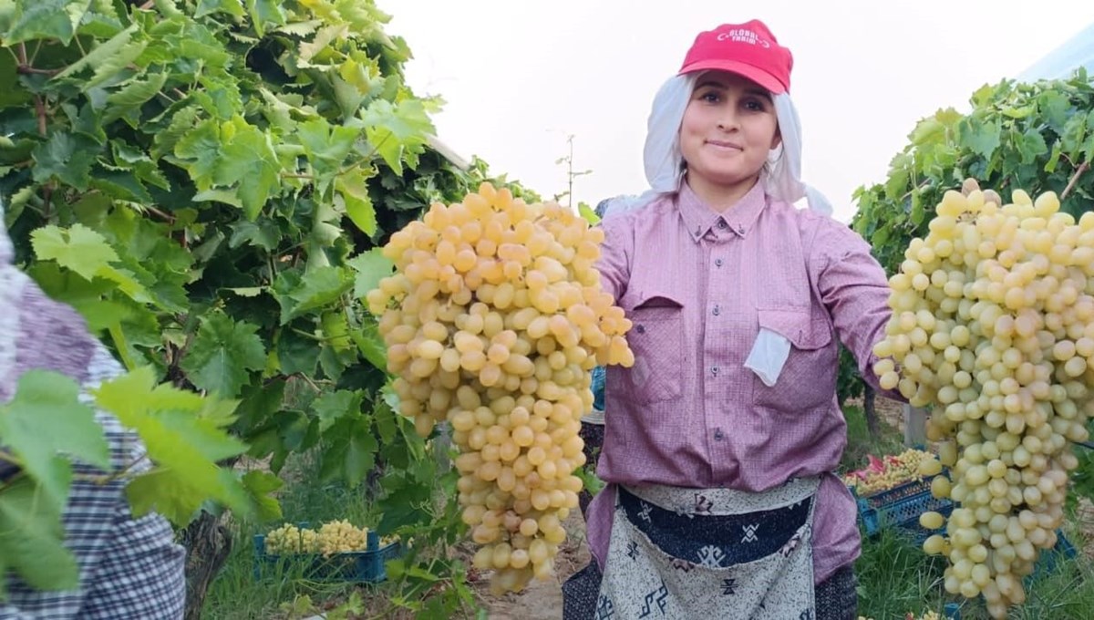 Üreticilerin yüzü güldü! İki salkım üzüm bir kasayı dolduruyor Üreticilerin yüzü güldü! İki salkım üzüm bir kasayı dolduruyor