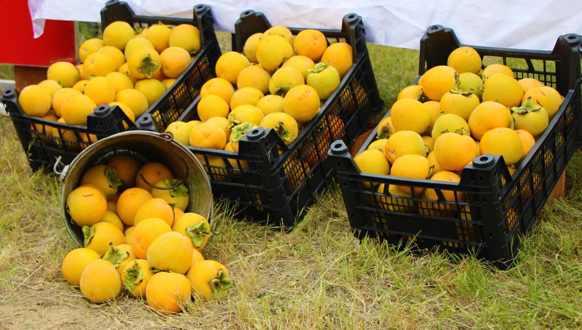 Cennet hurması hasadı başladı: 600 tondan fazla rekolte bekleniyor