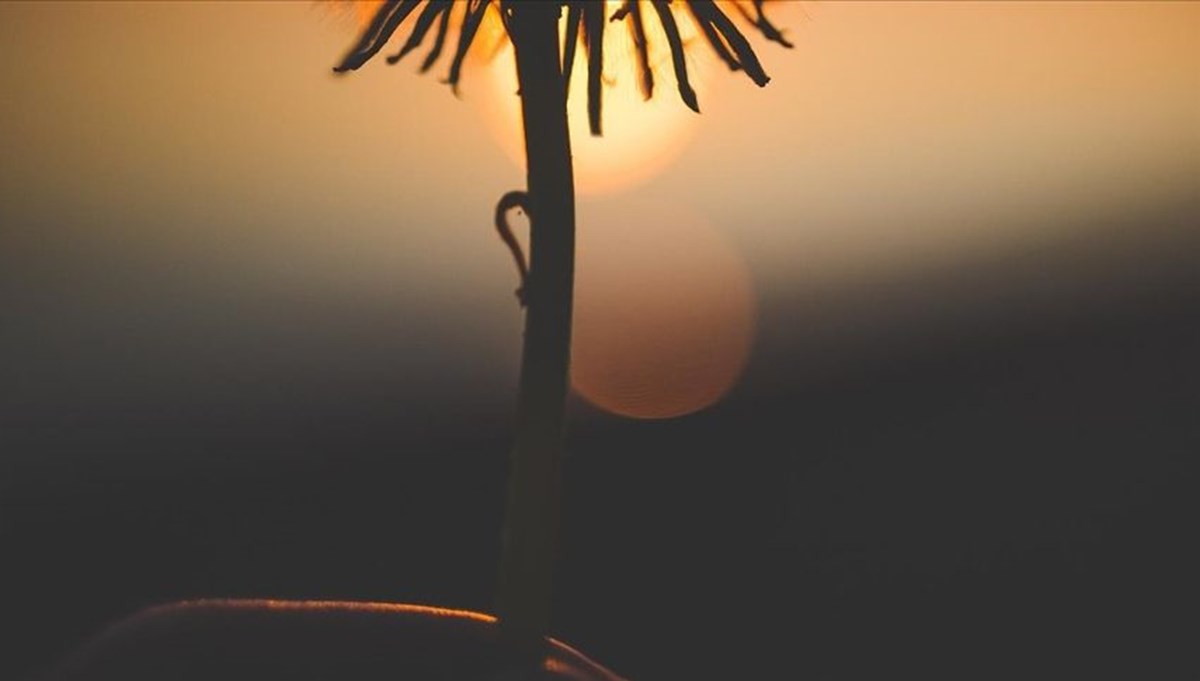 100 milyon yıl öncesine ait yeni bir çiçek türü keşfedildi